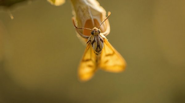 Chenille processionnaire : solutions efficaces pour intervention rapide